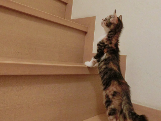 福岡のリフォーム・リノベーション専門のホームドクター美雲の猫が見上げる程の急な階段